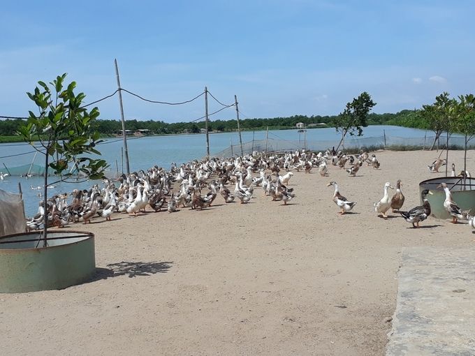 Ông Đoàn Văn Vươn bán được vịt biển giá gấp 3 thị trường