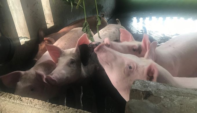 Giá heo hơi tăng lên 60.000 đồng/kg, người chăn nuôi có lãi tiền triệu
