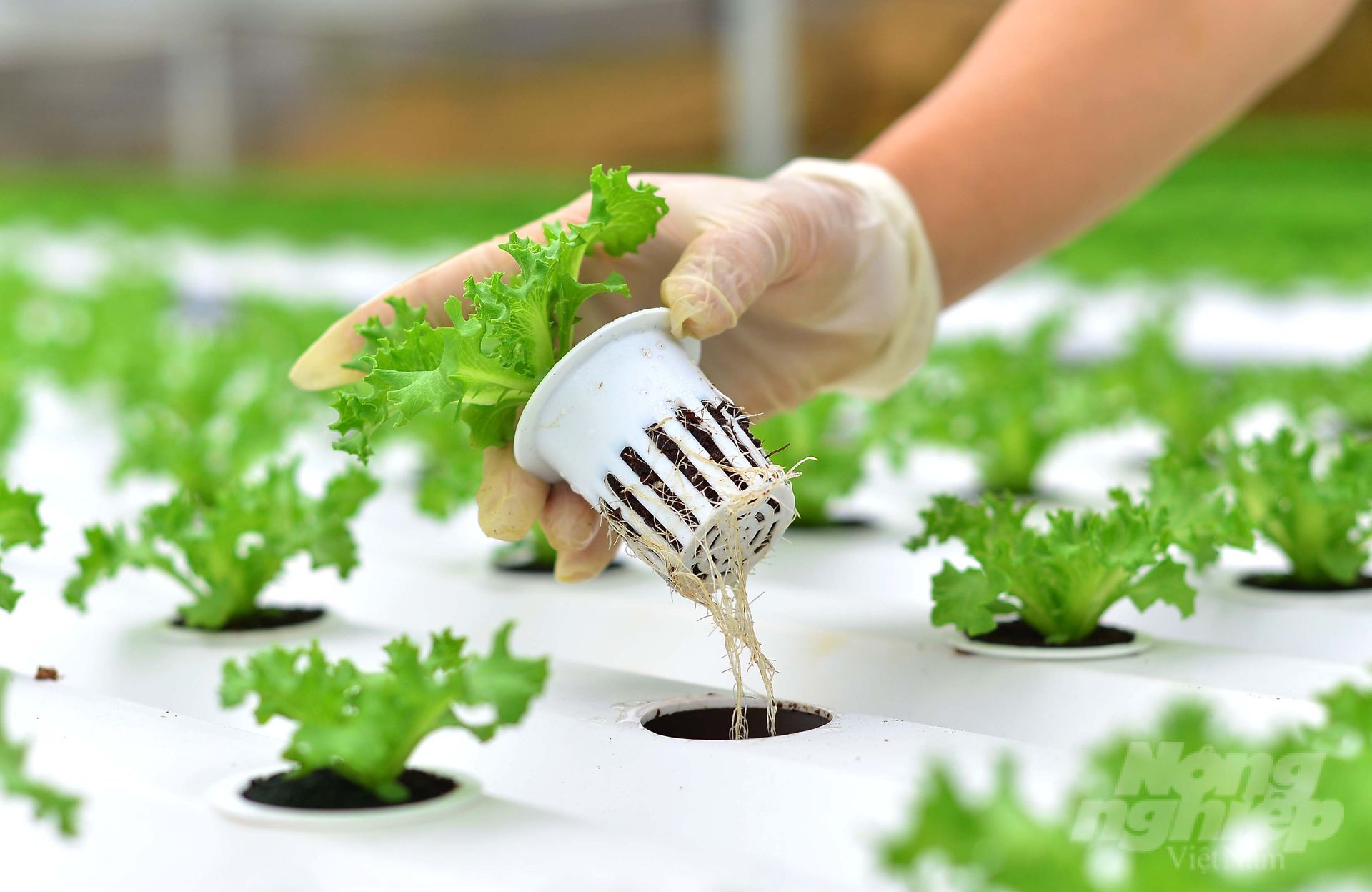 Xây dựng cơ ngơi tiền tỷ từ mô hình xà lách thuỷ canh