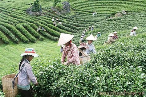 Liên kết sản xuất giúp nông dân trồng chè Phổng Lái tiêu thụ sản phẩm