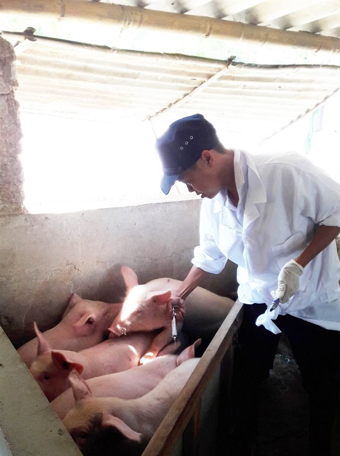 Chặn đứng dịch heo tai xanh nhờ vacxin nội
