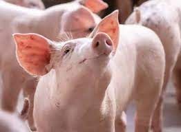 Giá heo hơi hôm nay 4/8/2023: Đồng loạt đi ngang ở ba miền