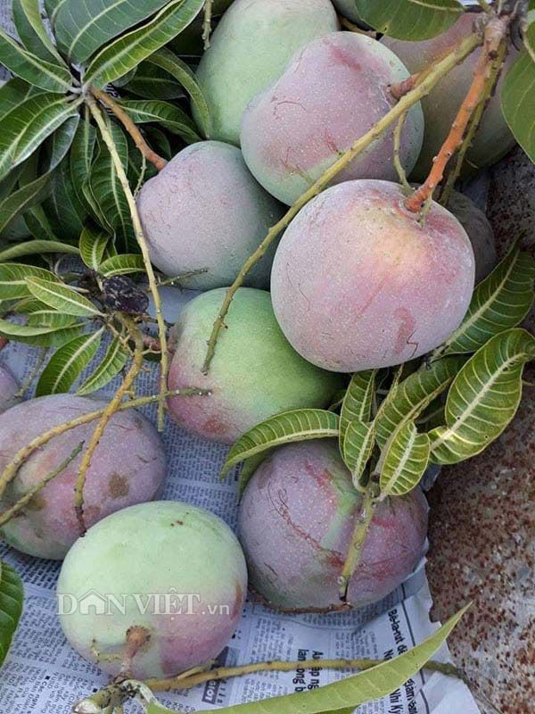 Mê mẩn vườn xoài trái 