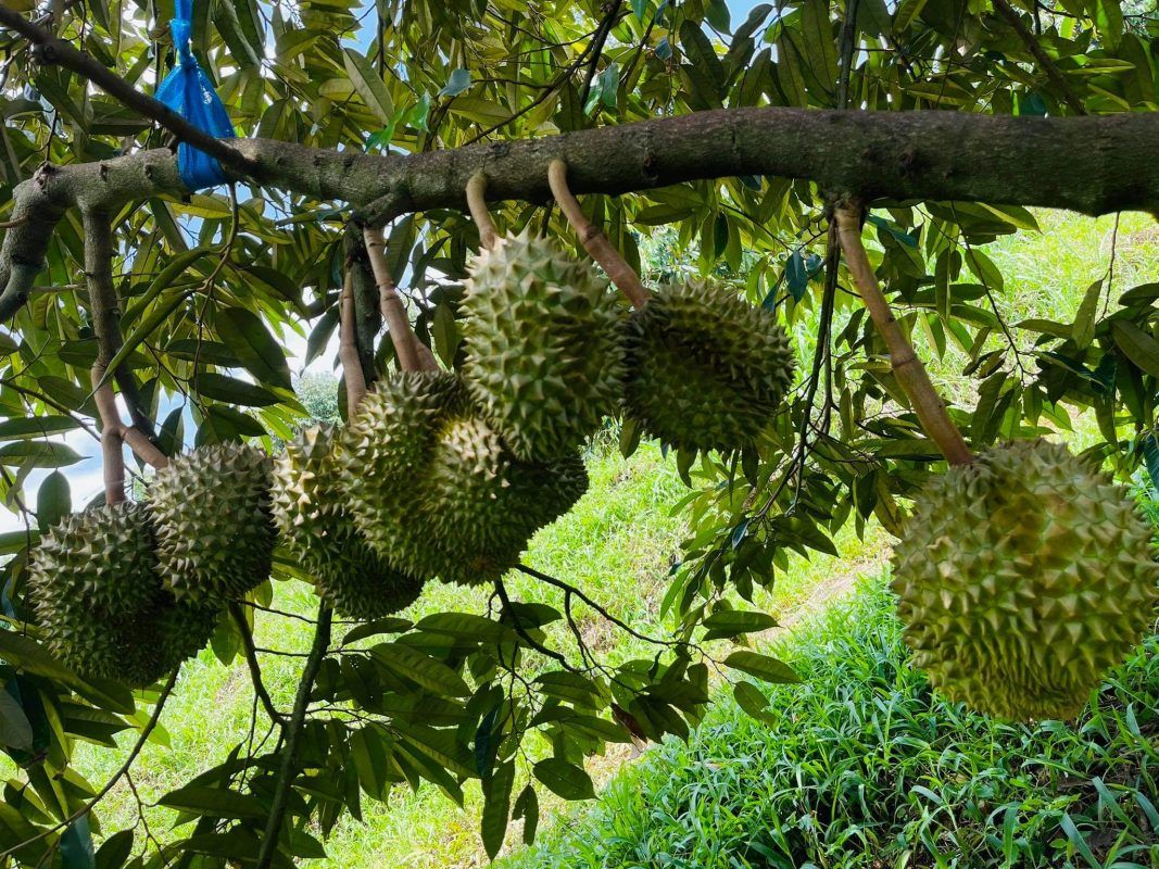 Giá sầu riêng 10/8: Giá sầu riêng 