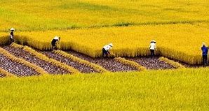 3 doanh nghiệp cùng xây dựng 'siêu mô hình' canh tác lúa thông minh