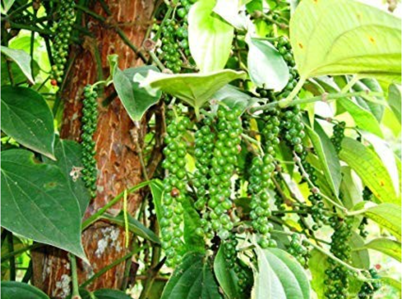 Giá hạt tiêu xuất khẩu ở mức cao nhất 9 tháng