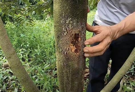 Bệnh xì mủ trên cây sầu riêng và cách phòng trừ hiệu quả