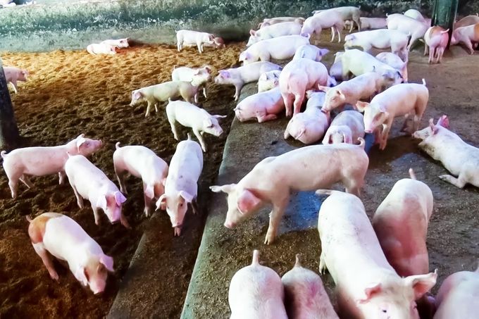Một số xu hướng trong chăn nuôi lợn của thế giới