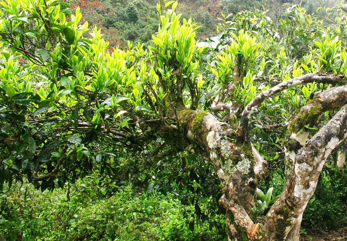 105 cây chè shan tuyết cổ thụ đạt tiêu chí Cây Di sản Việt Nam