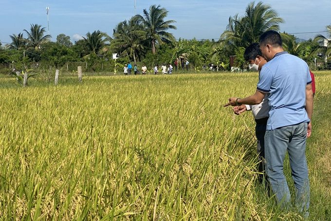 Quen gieo sạ dày, nông dân bị thuyết phục khi áp dụng '1 phải 5 giảm'