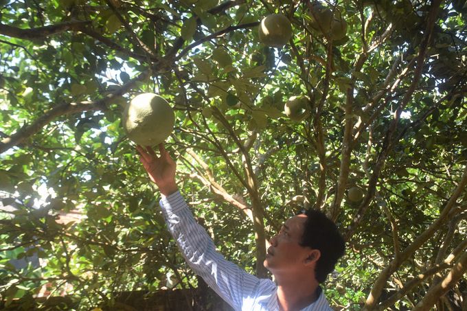 'Bí kíp' được mùa riêng giữa vụ bưởi thất bát
