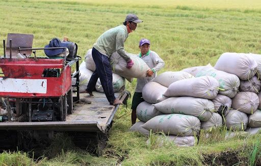 Cập nhật giá gạo mới nhất ngày 18/8: Giá gạo xuất khẩu Việt Nam tăng trở lại, cao hơn cả gạo Thái