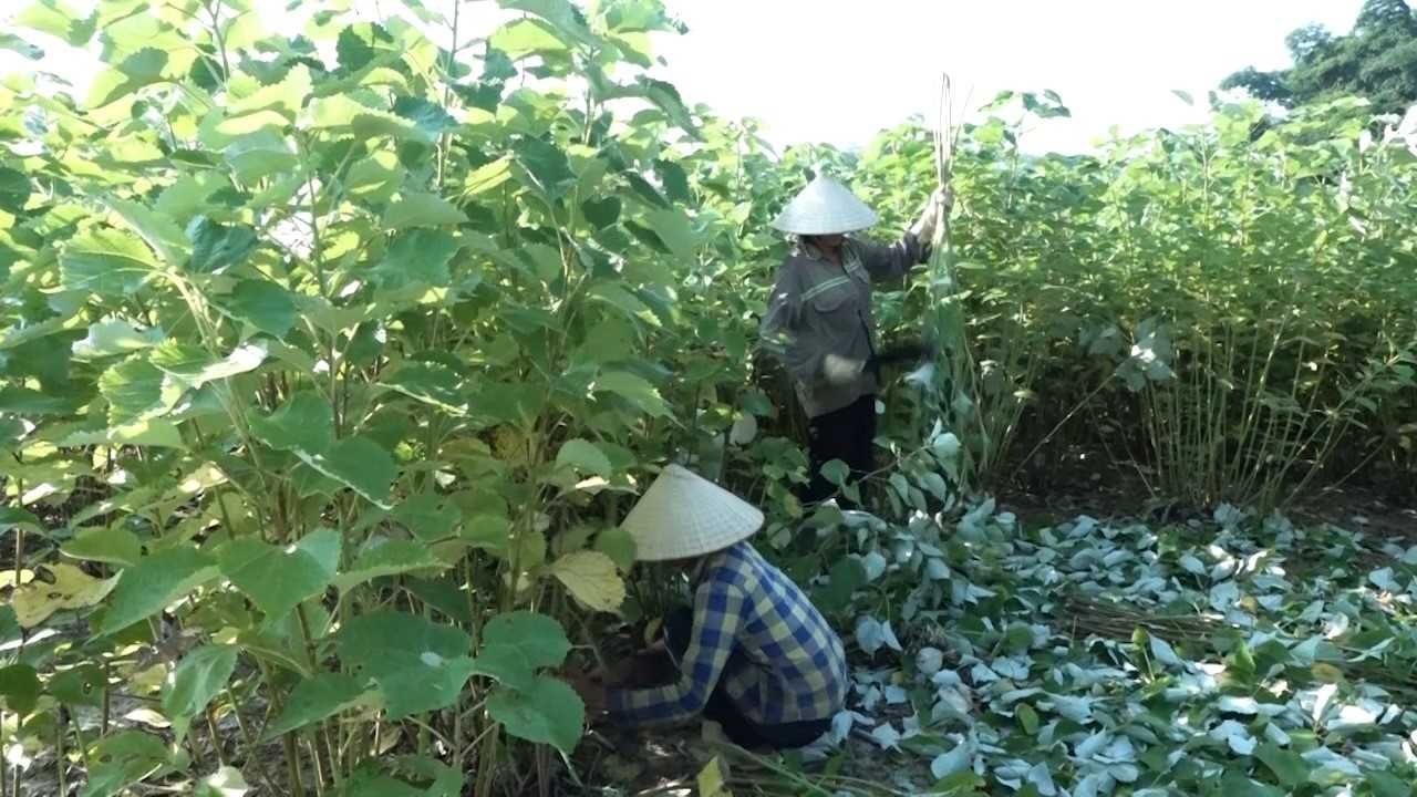 Cây gai xanh là cây gì mà bà con miền núi cứ trồng là không còn phải lo cảnh “được mùa mất giá”