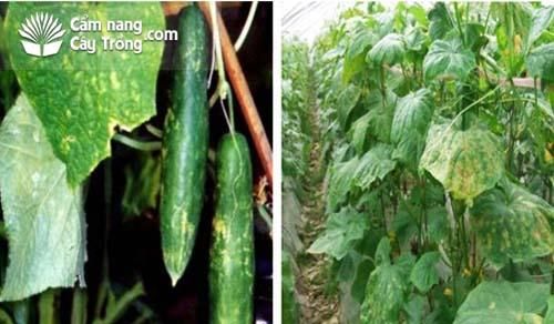Phương pháp chữa bệnh đốm phấn cho cây dưa leo