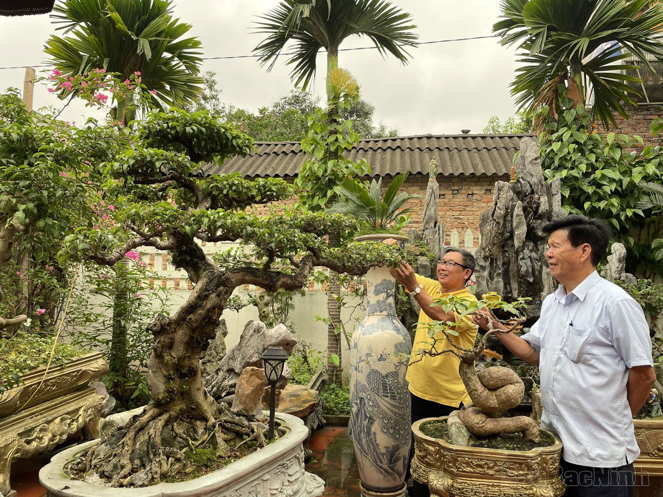 Trồng cây cảnh thế lạ, dáng độc, nông dân đất Chờ của Bắc Ninh có tài sản tiền tỷ