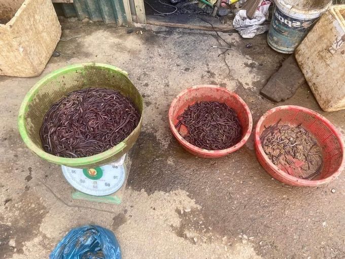 Ngăn chặn nạn kích giun đất ở vùng cao Si Ma Cai