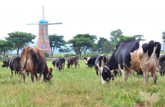 Lâm Đồng tái cơ cấu ngành chăn nuôi: Phát triển mạnh chăn nuôi tập trung, phù hợp thị trường