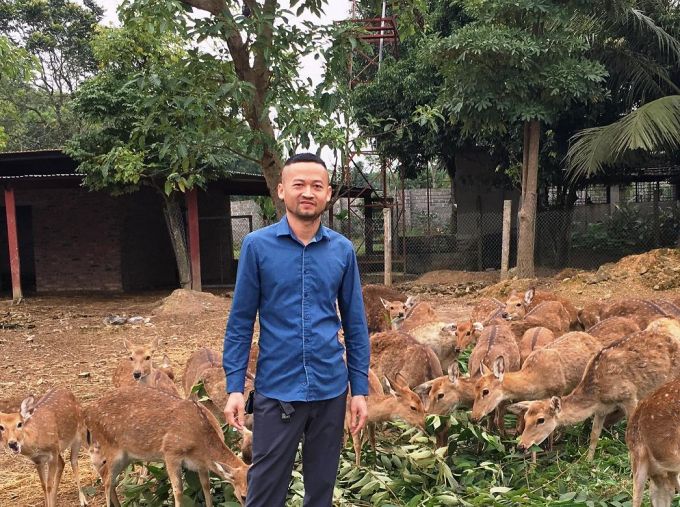 'Đại gia' trồng cỏ nuôi hươu