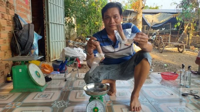 Con hươu thay thế cây 'vàng đen'