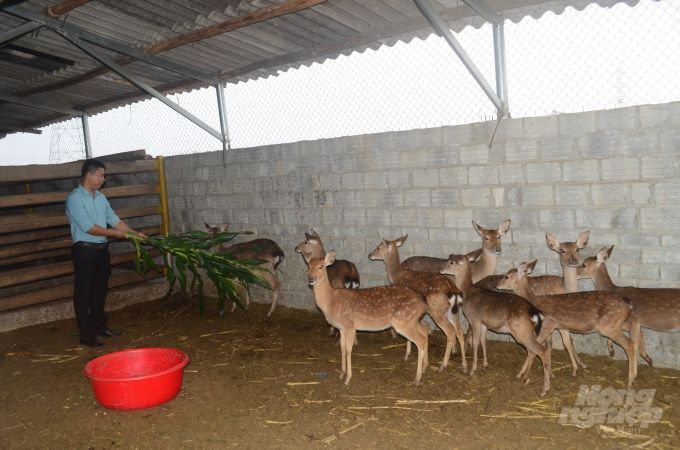 Kỹ sư lâm nghiệp nuôi hươu