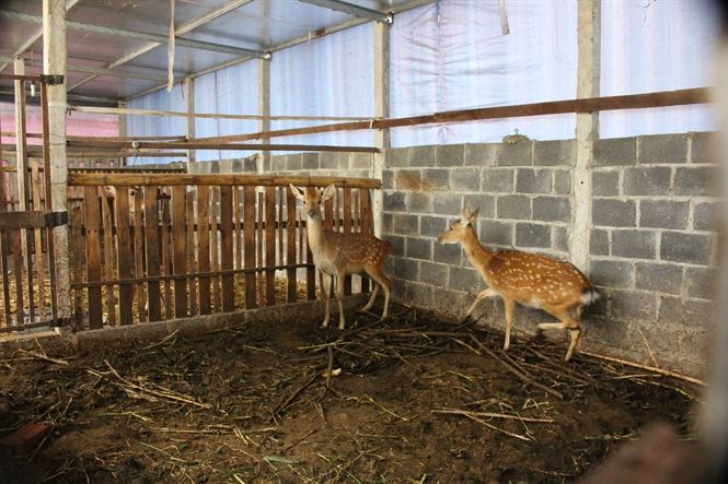 Nuôi hươu lấy nhung vừa nhàn vừa lãi lớn