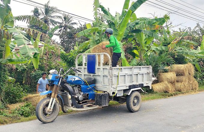 Xây dựng chuỗi giá trị bò ở Huyện Ba Tri