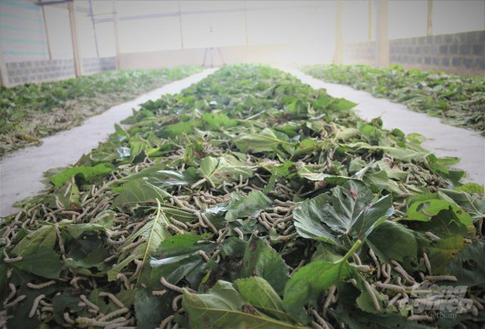 Làng mẫu trồng dâu nuôi tằm