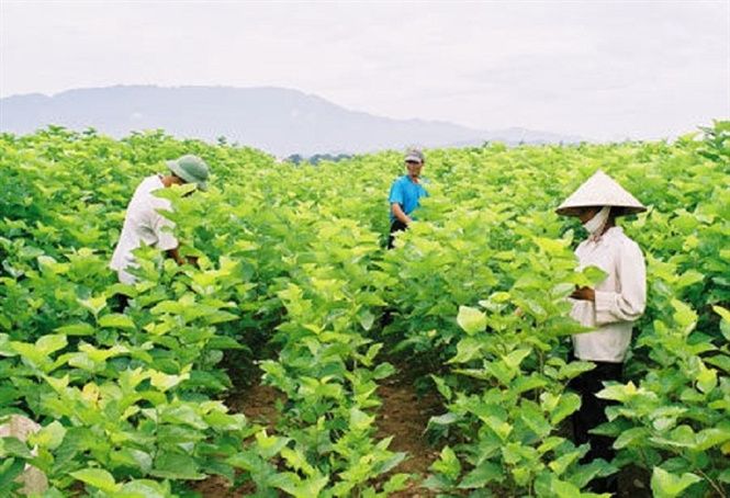 Nghề trồng dâu nuôi tằm hồi phục