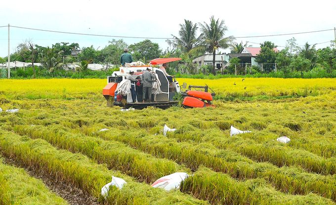 Tiền Giang bỏ vụ lúa thu đông ở vùng ngọt hóa Gò Công