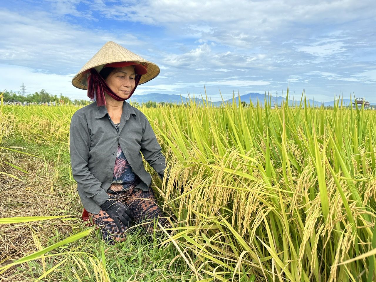 Nam Trung bộ - Tây Nguyên thắng lớn vụ hè thu