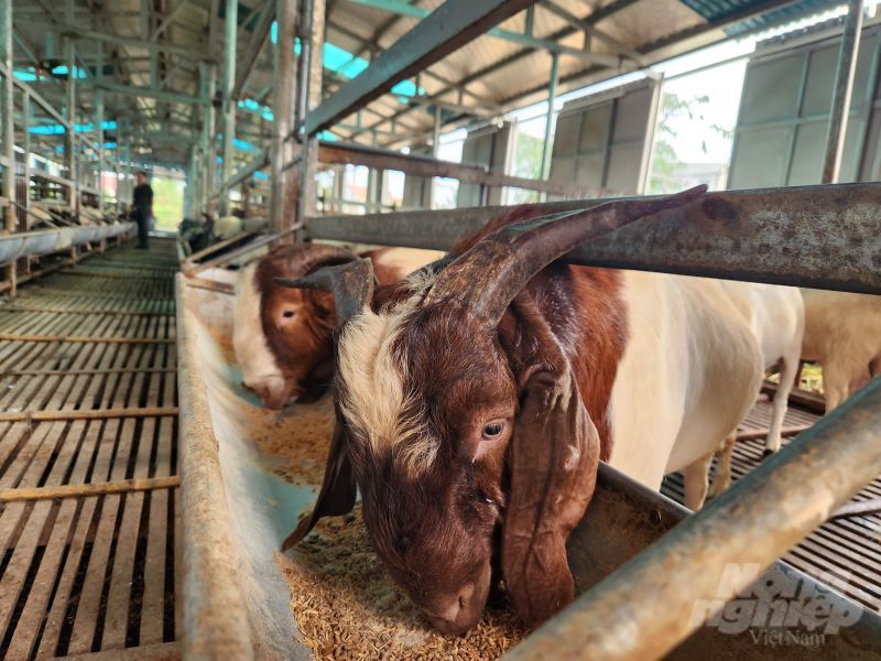 Trang trại dê khép kín quy mô nhất vùng cói Nga Sơn