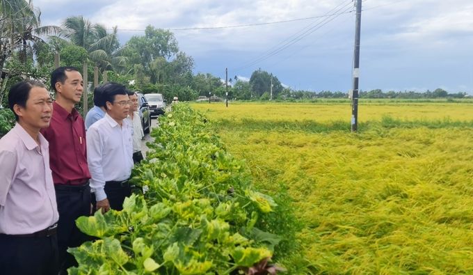Huyện Phước Long mở rộng diện tích luân canh lúa - tôm