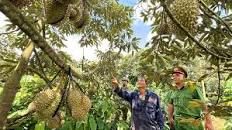Giá sầu riêng Khánh Sơn lập đỉnh lịch sử