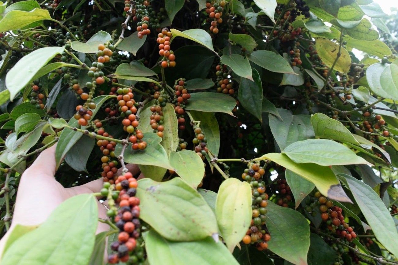 Loại hạt được ví là 