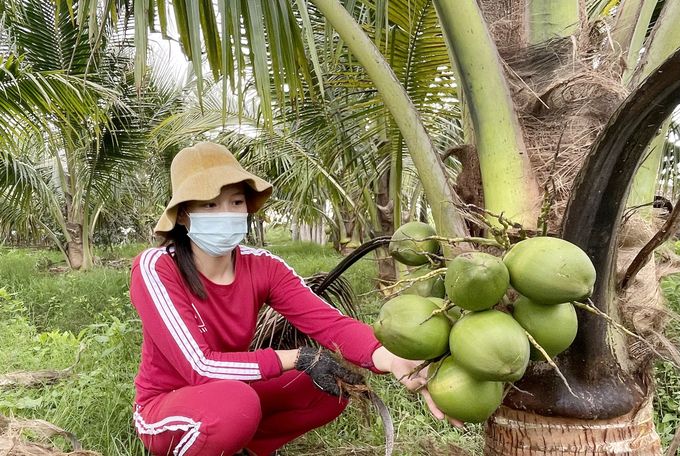 Dừa xiêm cho trái ngọt ở vùng đất mặn phèn