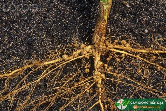 Tuyến trùng - cách phòng trừ tuyến trùng hại cây hiệu quả