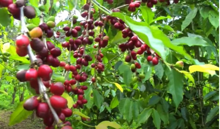 Giá cà phê ngày 13/9: Hai sàn điều chỉnh giảm, xoay quanh ngưỡng 66.000 đồng/kg