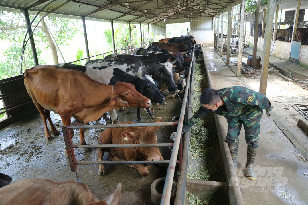 Chăn nuôi bò 3B thu nhập khoảng 1 tỷ đồng/năm