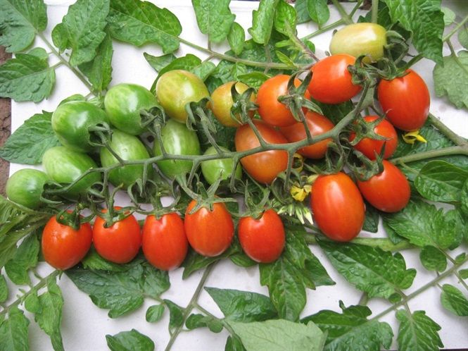 Một số giống cà chua 'tí hon' thương hiệu Việt