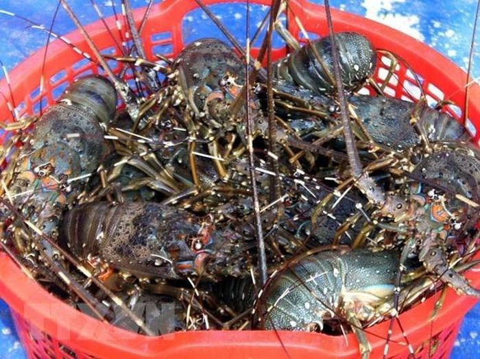 Bộ NN-PTNN yêu cầu ngăn chặn việc nhập lậu tôm hùm giống vào Việt Nam