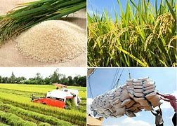 Nhiều quốc gia đặt vấn đề mua gạo của Việt Nam, xuất khẩu gạo năm 2023 sẽ vượt kỷ lục