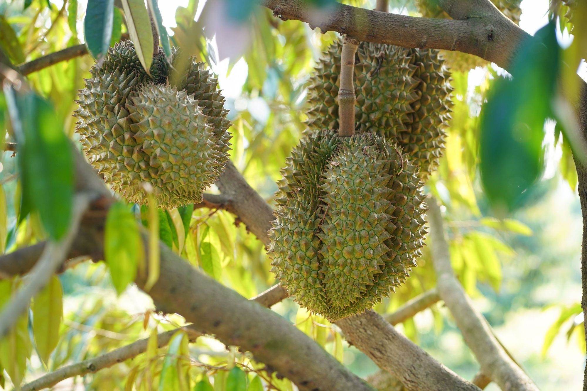 Phòng trừ rầy nhảy (rầy phấn) trên cây sầu riêng 