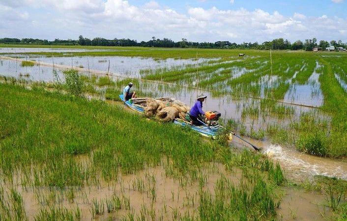 Miền Tây lo mất mùa nước nổi, thượng nguồn Đồng Tháp nước tràn đồng rồi mà dân bắt được ít cá