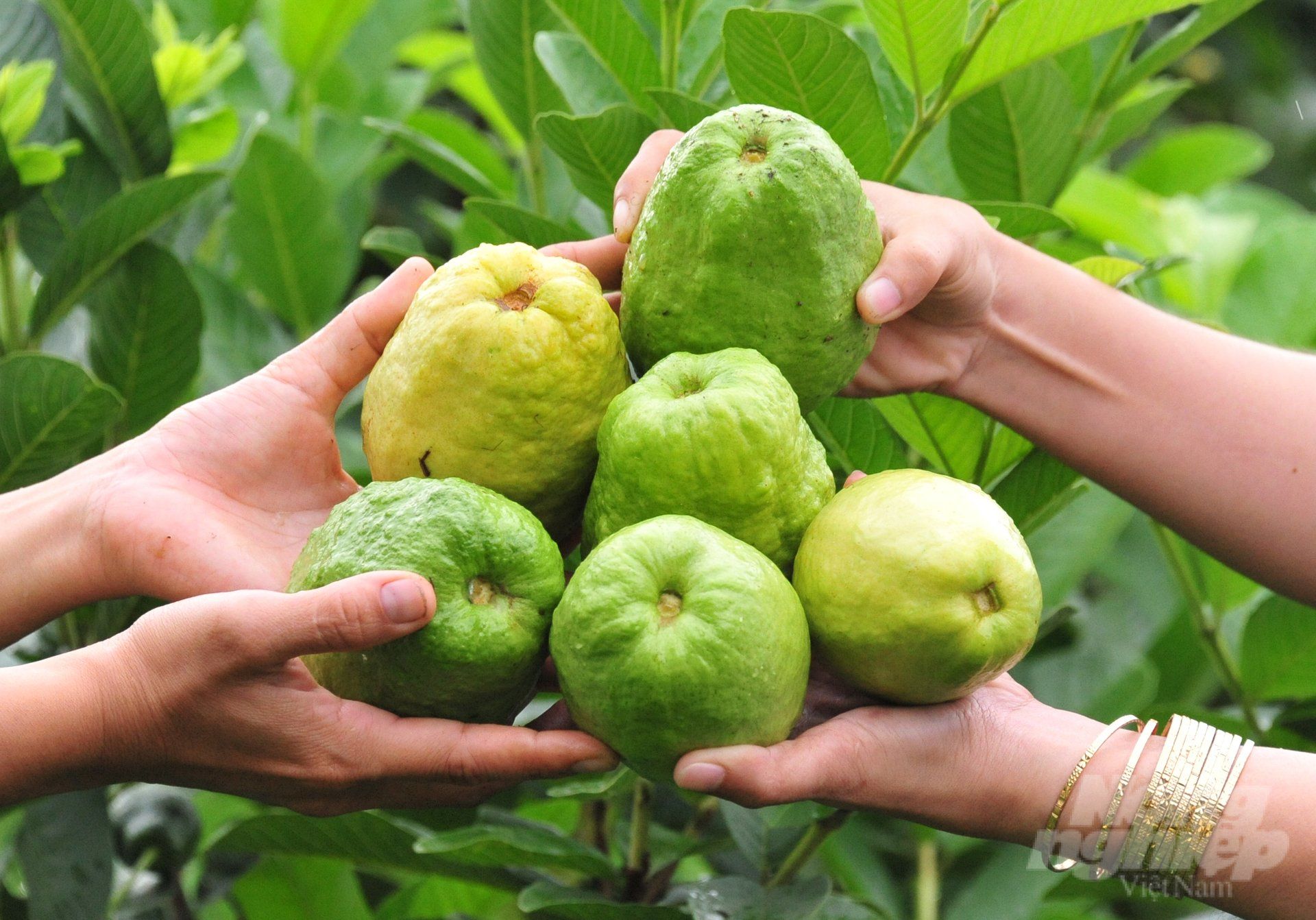 Ổi lê Cao Lãnh được cấp nhãn hiệu