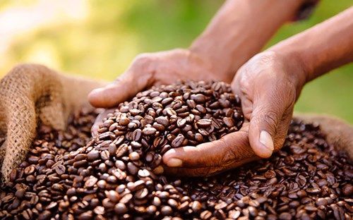 Nấm hồng hại cây cà phê phát sinh trong điều kiện nào?