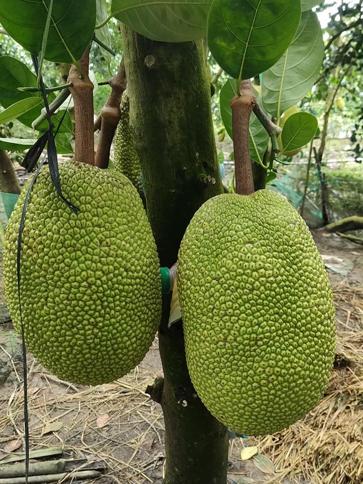 Giá mít Thái hôm nay 26/9: Giá mít Thái tăng nhẹ, mít ruột đỏ ăn dở do đâu?