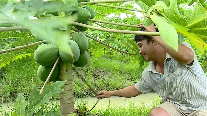 Nông dân Trà Ôn trồng đu đủ Thái ruột vàng phục vụ tết