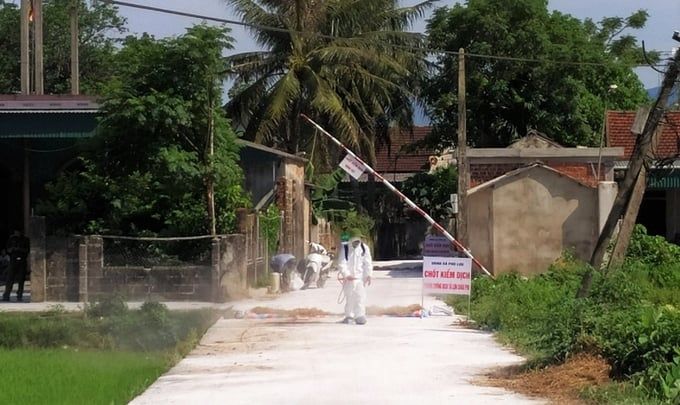 Người chăn nuôi chưa mặn mà với vacxin dịch tả lợn Châu Phi
