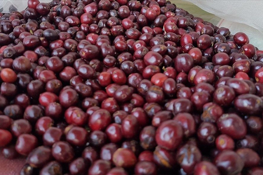Giá cà phê ngày 29/9: Giá cà phê trong nước quay đầu tăng đồng loạt