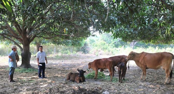 Đàn gia súc, gia cầm của Khánh Hòa tăng